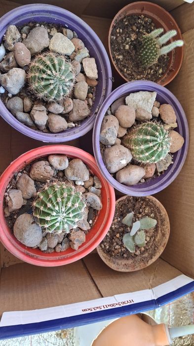 Комнатные растения домашние