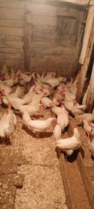 Куры несушки доставка