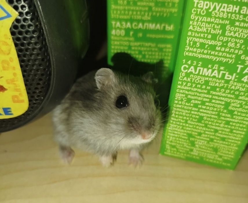 Хомяки домашние,здоровые