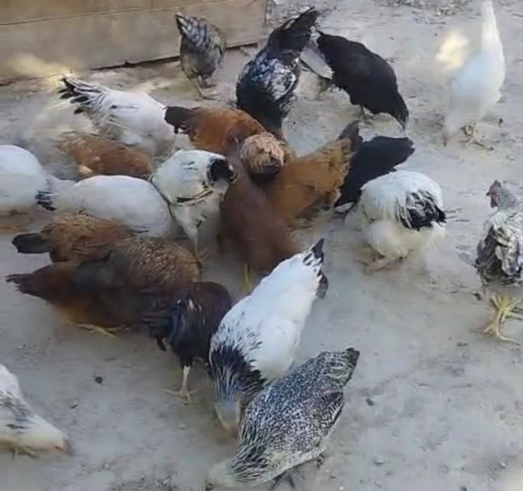 Курица курица курица