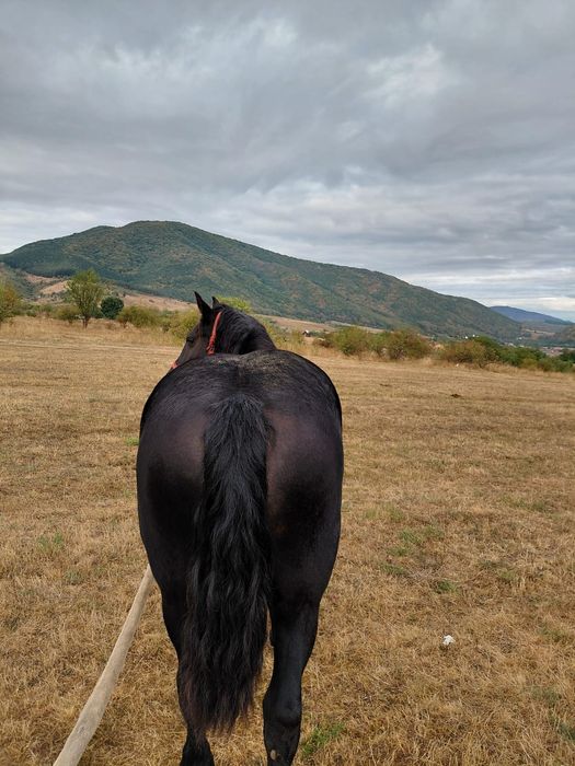 Vând iapă cu mânz