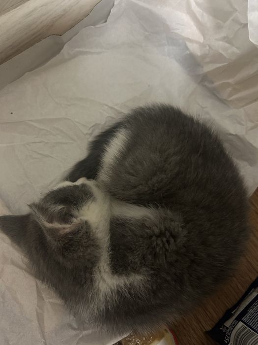 Заберите котенка