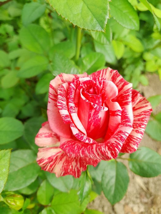 Розы  Саженцы оптом