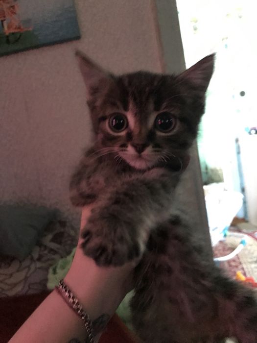 Британский котенок мальчик 2 месяца