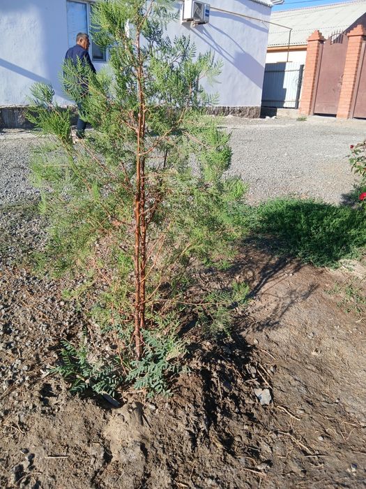 Орталықта, Асқаров көшесі 9-үй