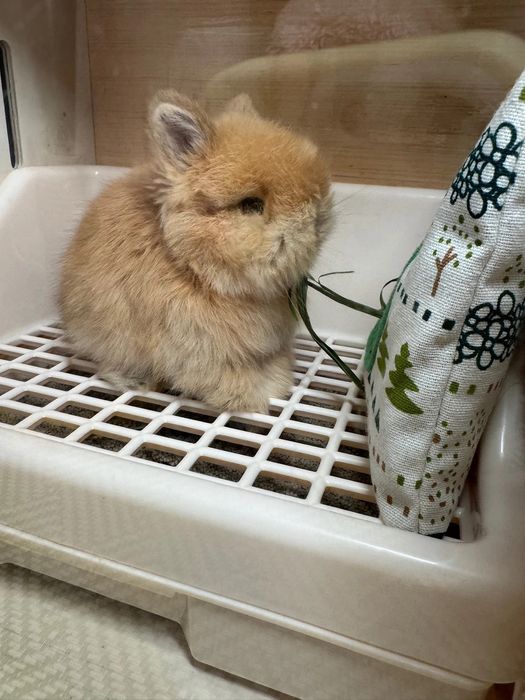 200.000 so‘mdan minik quyonchalar!
Farzandingiz uchun tirik do‘st!