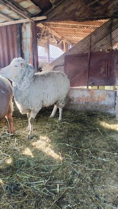 Семиз токты, кой бар буаз