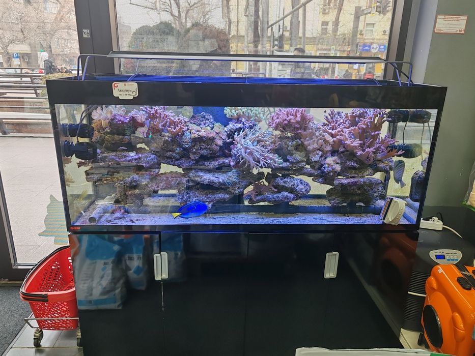 Аквариумы с рыбой