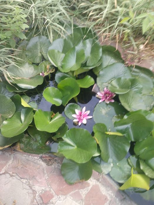 Продам водяную лилию