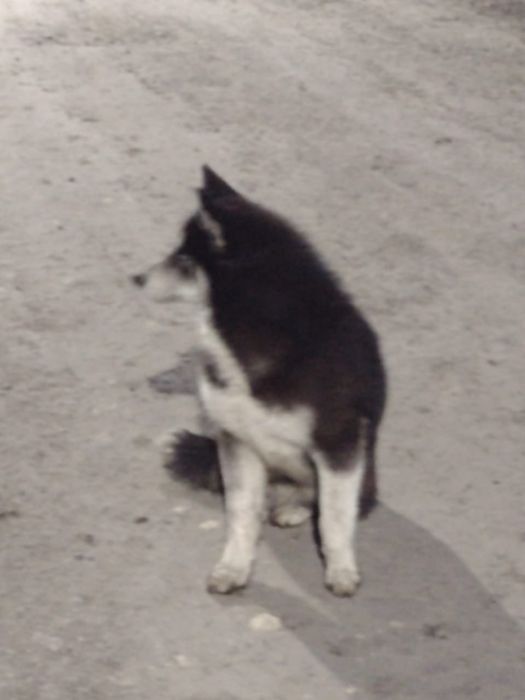 Молодая хаски девочка ищет дом