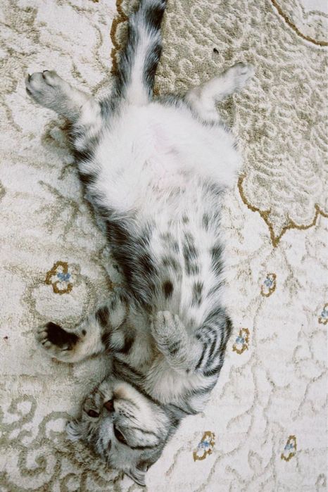 Кошка беслатно !!!