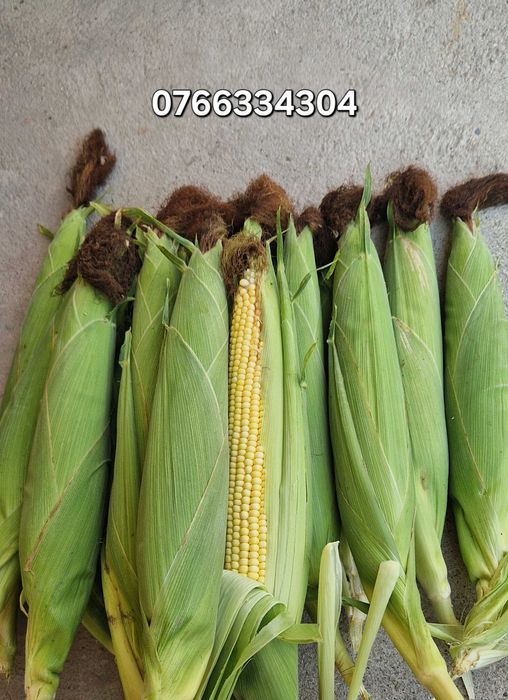 Porumb de fiert – Direct de la producător