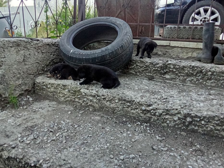 Отдам в добрые руки щенки.