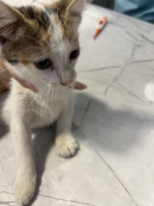 Две малки котенца търсят дом в Русе