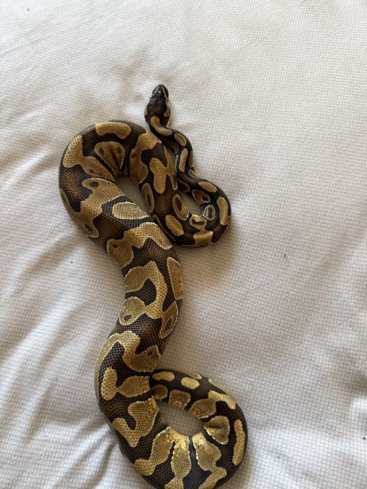 Продам королевских питонов