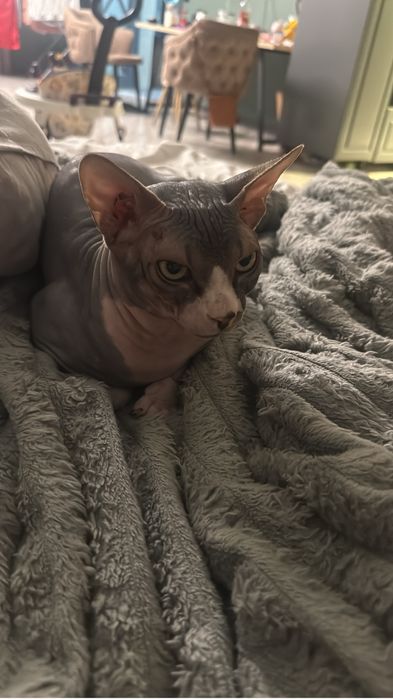 Котята свинкс велюр