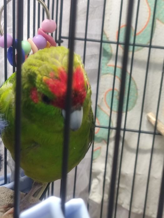 Какарик, самец . Продам