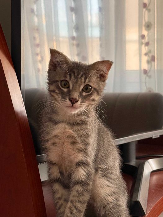 Котёнок метис отдам в хорошие руки