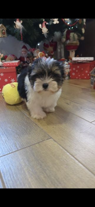 Йорки бивър териер две момчета!