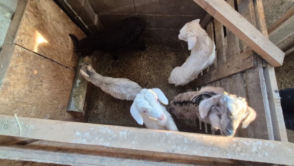 Лақтар сатылады, Козлята продается