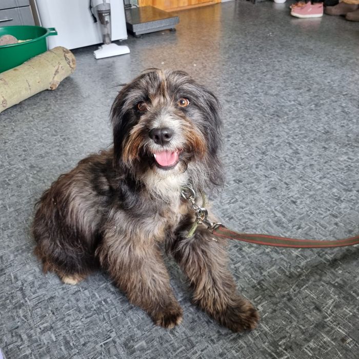 Собака ищет дом. Будка в подарок