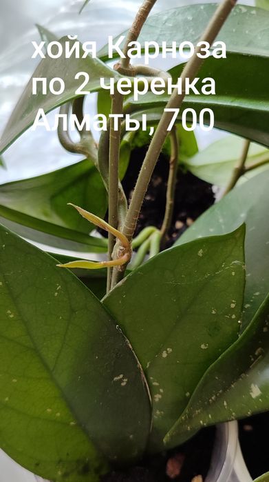 Хойки сортовые красивые