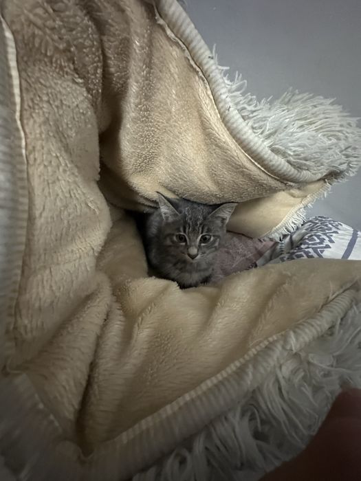Продам срочно котёнка,хороший котёнок серого окраса