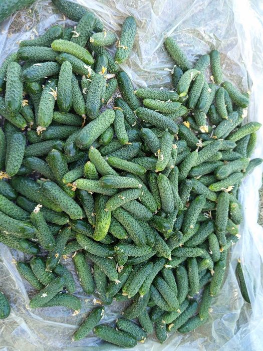 Корнишони за буркани
