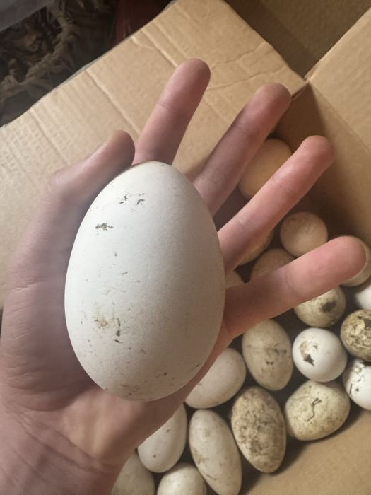 Қаздын жұмыртқасы. Гусиные яица.