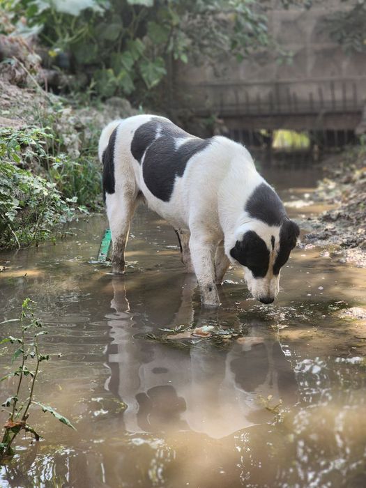 Собаки соглом нархи 5 миллион сум.