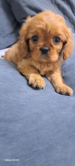 Кавалер кинг Чарльз спаниель