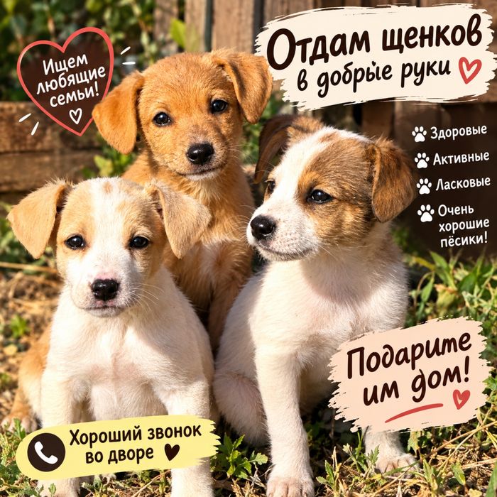 Щенки в добрые руки
