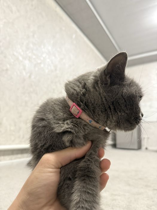 Britan scottish strayt mushuk sotiladi. Qizbola