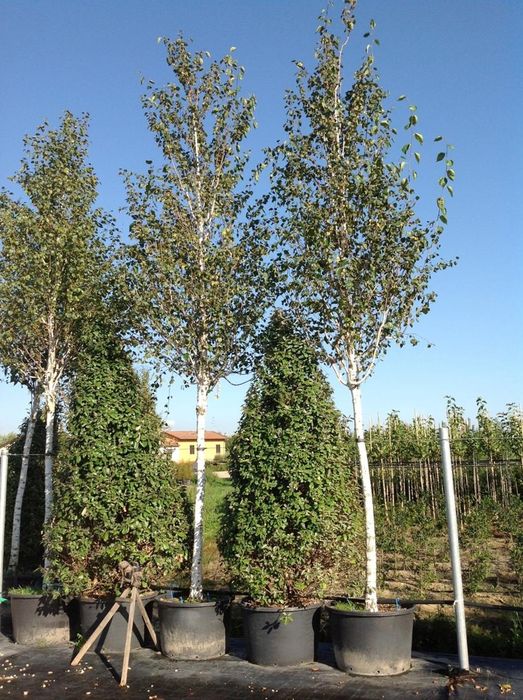 Vand copaci mesteacăn,  tei, platani, prunus pysardi,  magnolia etc