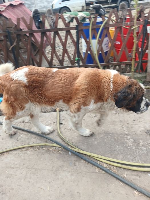 Caine /animale domestice