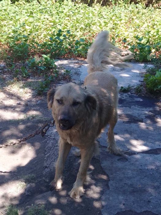 Подарявам Куче голяма порода