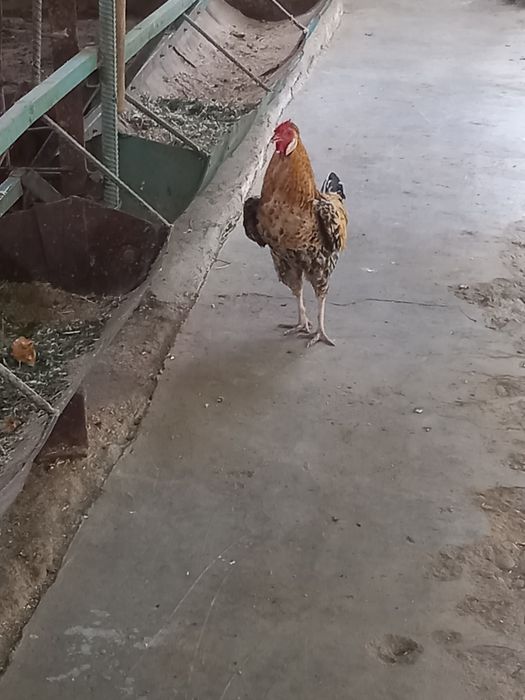 Tovuqlar sotiladi