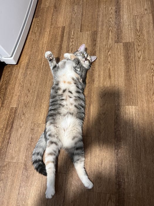 Отдам кошку в дрбрые руки