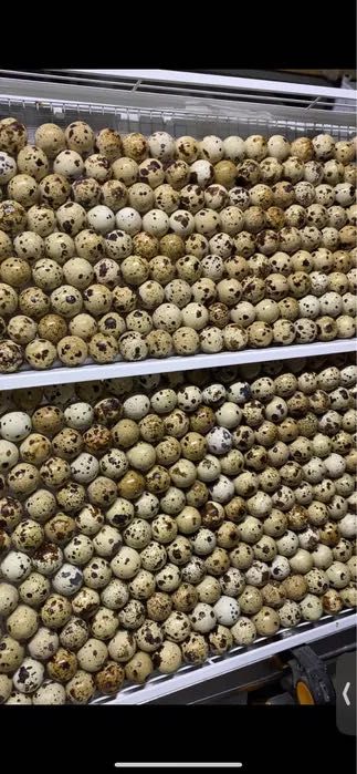 Яйца перепелиное свежие