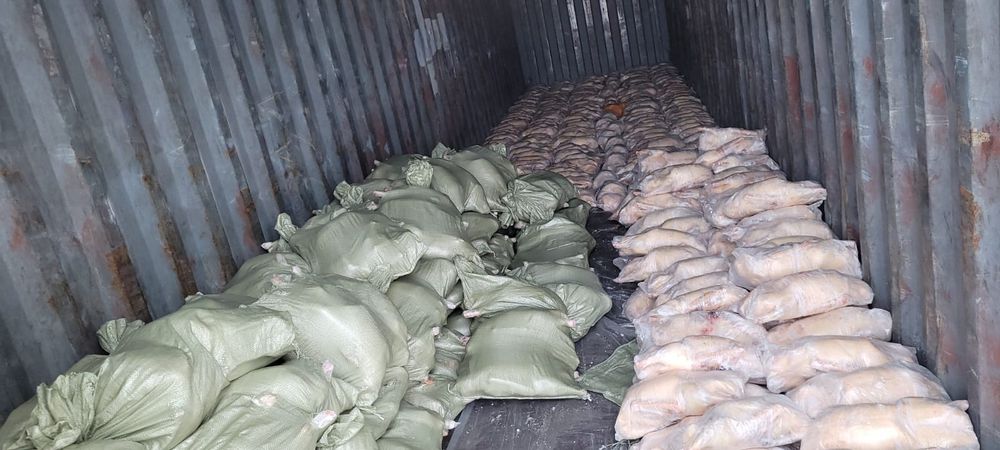 Продам гусей , гусь домашний