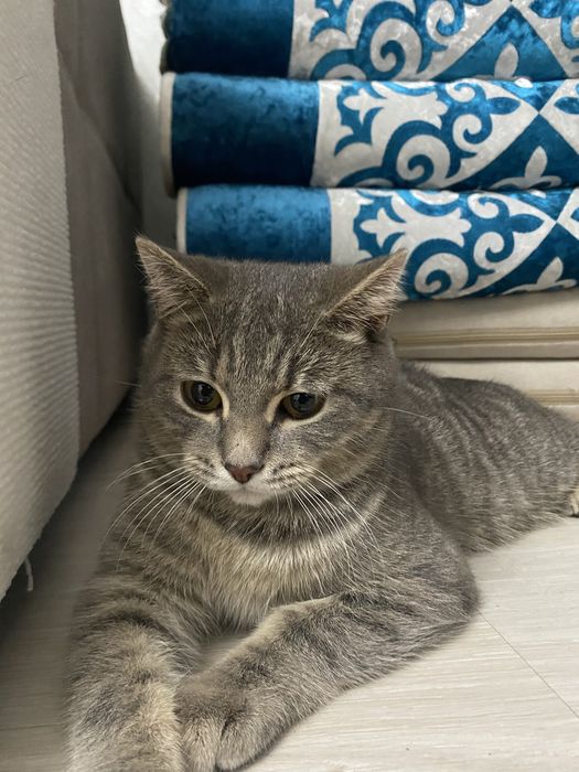 6-7 месячный котенок