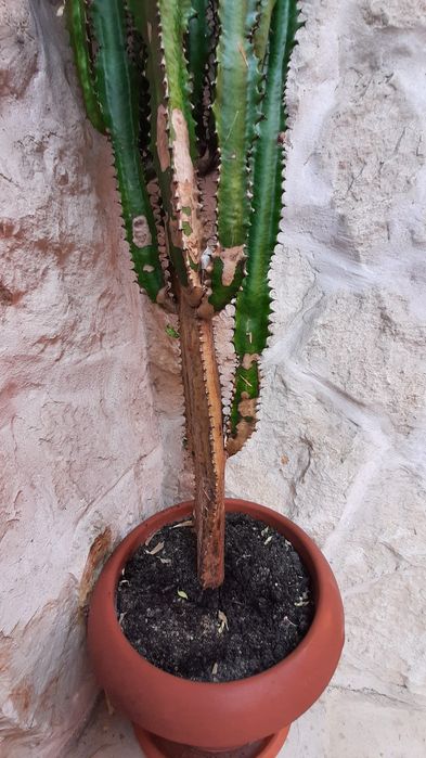 Cactus Euphorbia 130cm