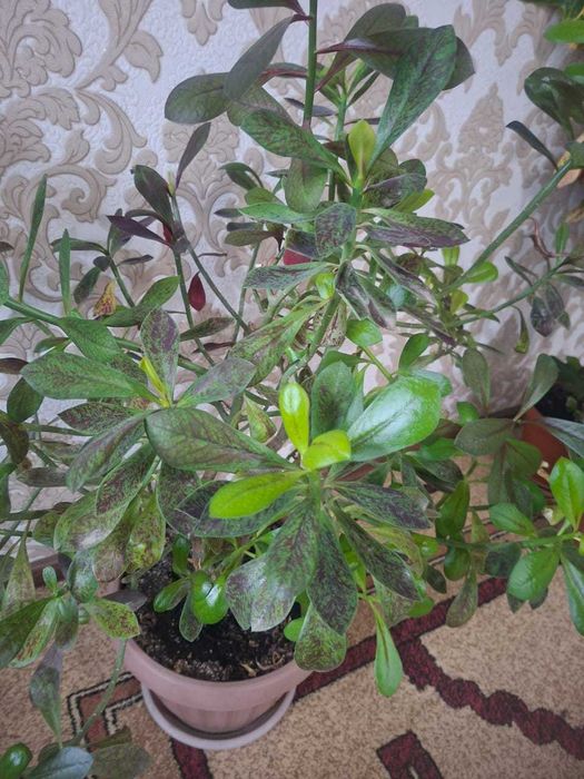 Продам Синадениум Гранта