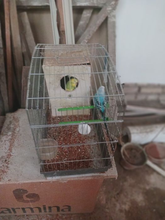 Попугай волнистые