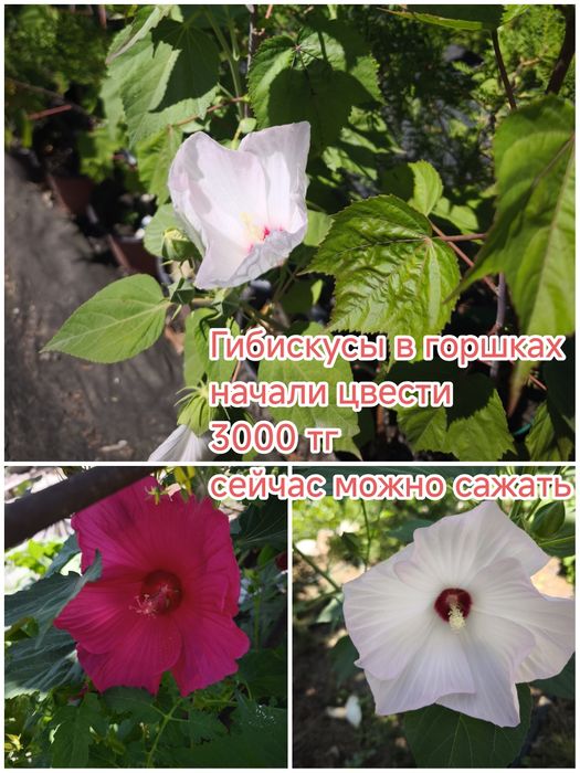 Цветы для красивого сада