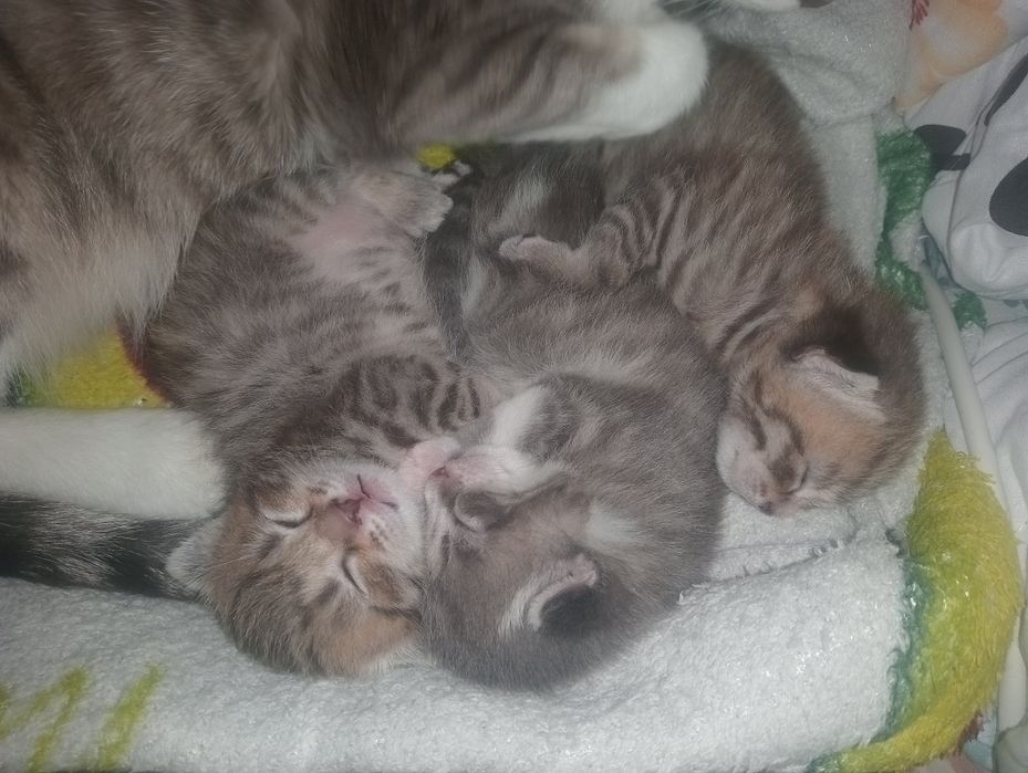 Породистые котята, бронь