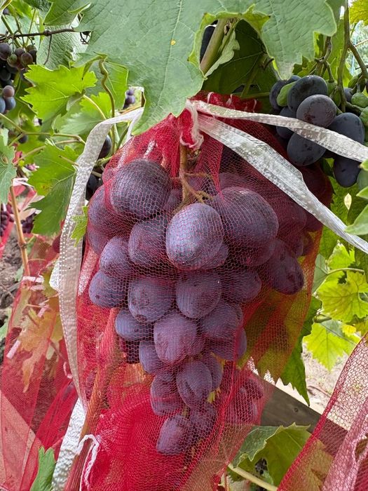Продам   саженцы .