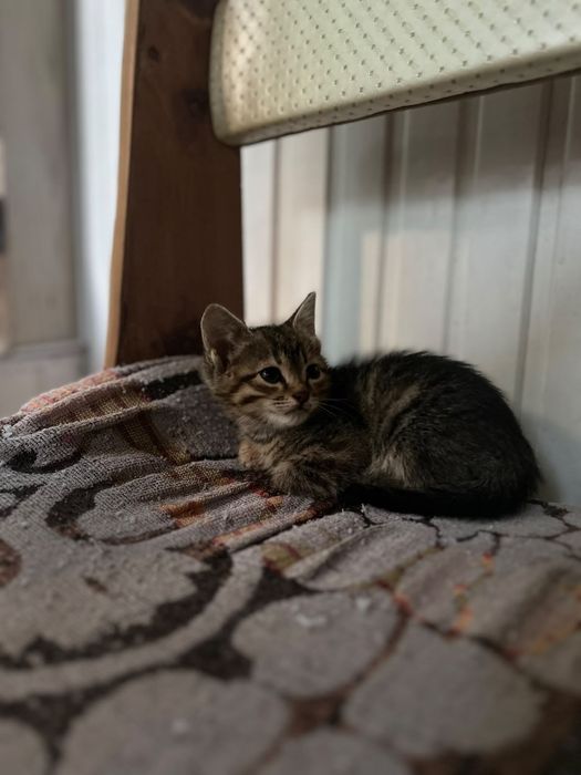 Отдам котят в хорошие руки!!!
