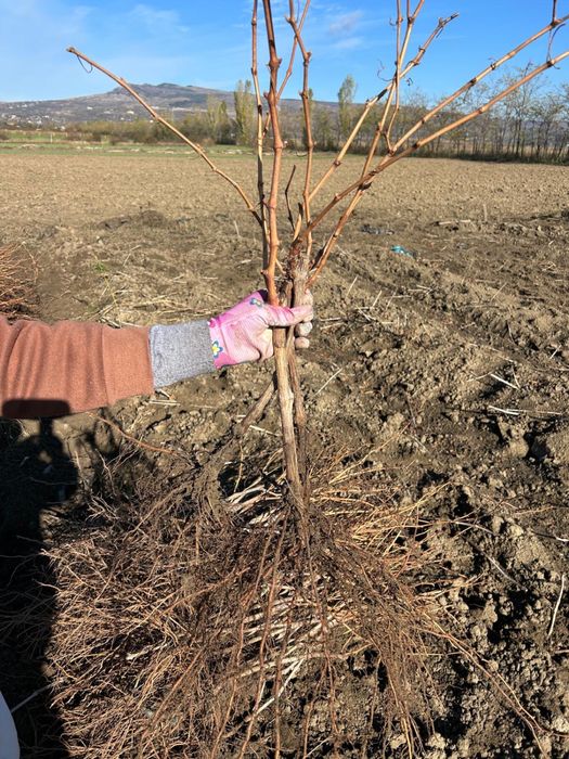 Căpșunică , Ananas , Fraga , hibrid