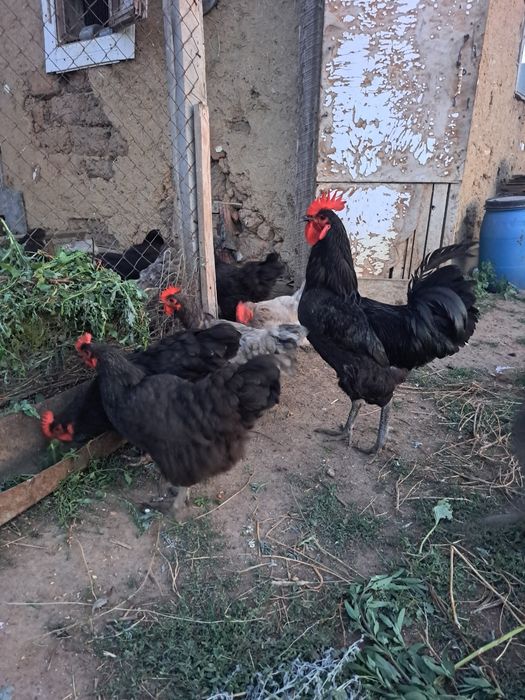 Сатылады,продаётся